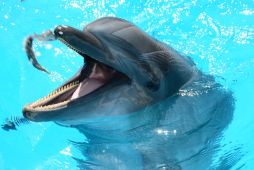 Дельфинарий в Артбухте. © pexels.