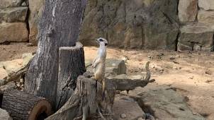 Пражский зоопарк. © by columbista.com. Дата: 04.08.2025