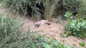 Пражский зоопарк. © by columbista.com. Дата: 04.08.2025