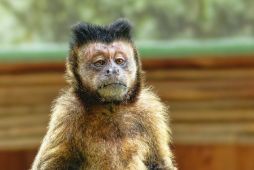 Парк обезьян на Тенерифе. © pixabay.com @ pixabay.com.
