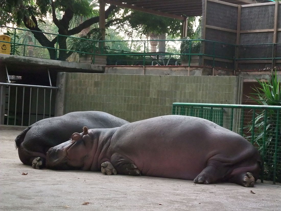 Barcelona zoo